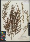 Foto von Salix viminalis L.